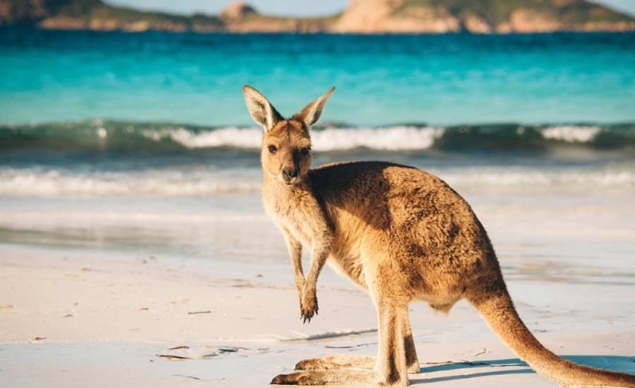 dao kangaroo