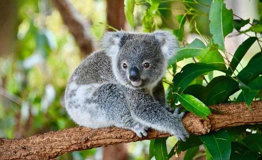 vuon thu featherdale sydney wildlife park