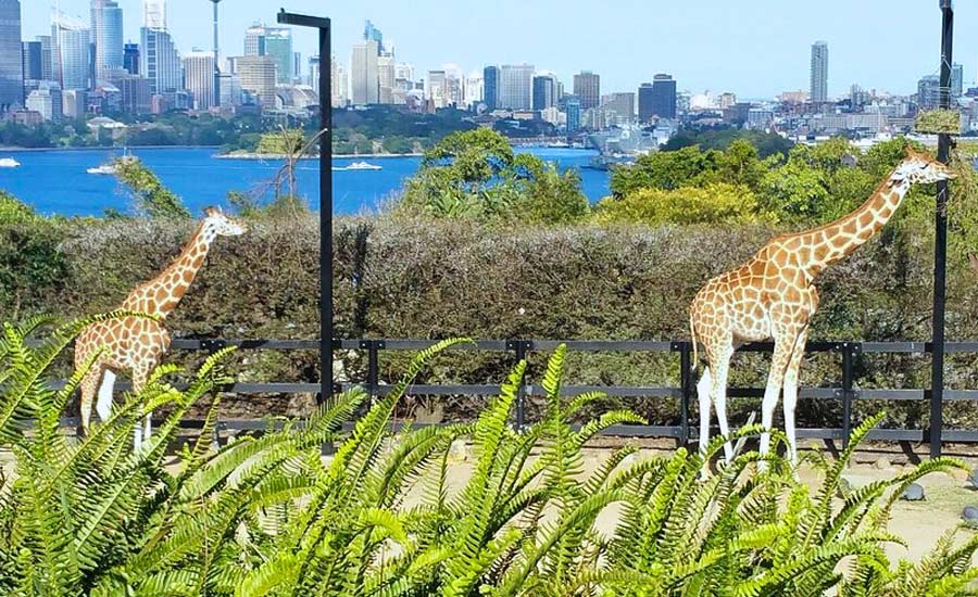 vuon thu taronga zoo sydney